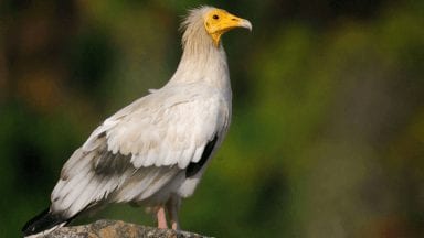 Neophron percnopterus