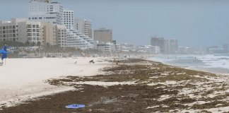 Мексикански плажове затъват в кафяви водорасли