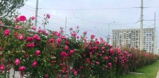 Рози „галят очите“ на движещите се по булевард „Липник“