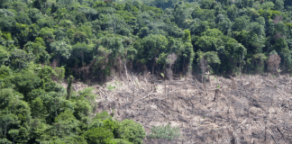 Унищожени са 12 милиона хектара тропически гори през 2018 година