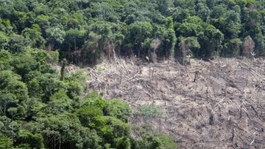 rainforest
