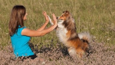 Shetland Sheepdog