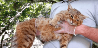 Нов вид котка е идентифициран в Корсика