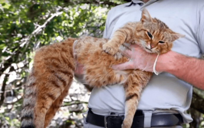 Нов вид котка е идентифициран в Корсика