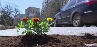 Студенти ще „садят цветя“