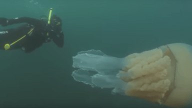 Big Jellyfish