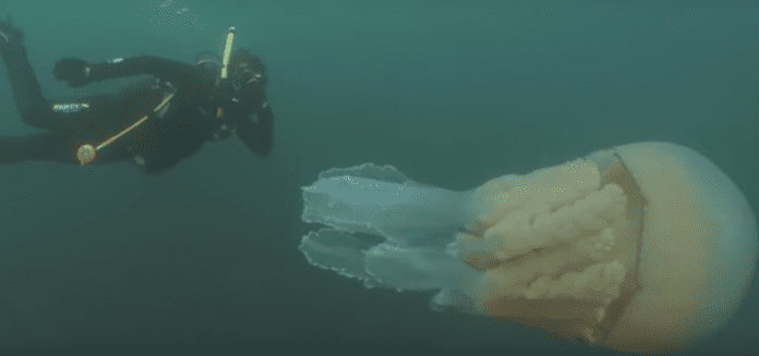 Заснеха медуза с размери на човек