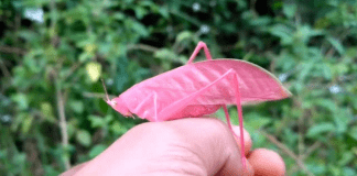 Заснеха розово щурче в Индонезия