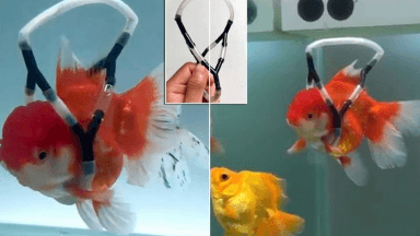 Wheelchair fish
