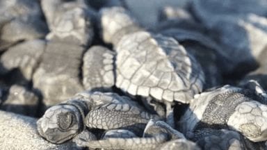 Olive ridley sea turtle