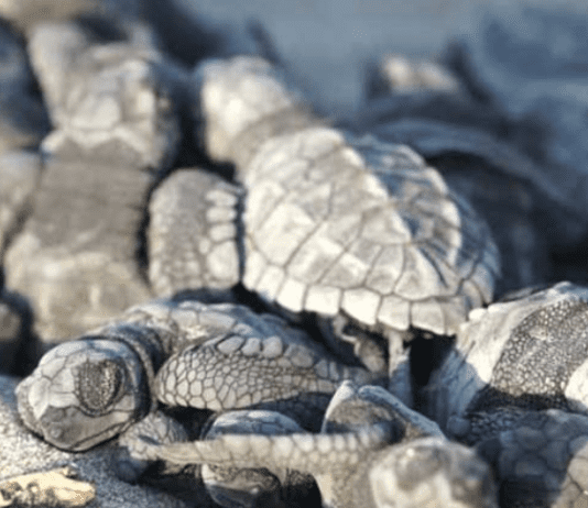 Морски костенурки от рядък вид изненадващо се излюпиха в Еквадор
