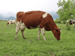 Роботизирани хапчета ще следят здравословното състояние на кравите