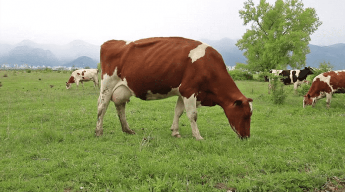 Роботизирани хапчета ще следят здравословното състояние на кравите