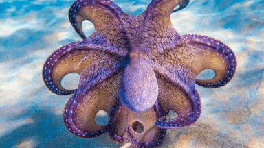 Octopus