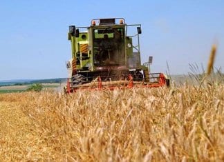 По над 800 кг./дка царевица прибраха