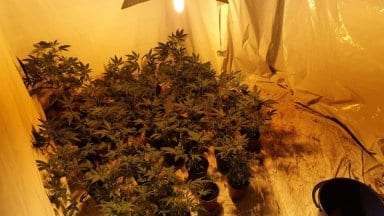 sandrovo-marihuana71