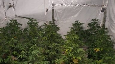 sandrovo-marihuana72
