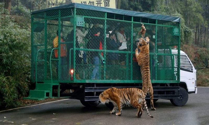 Зоопарк наопаки в Китай