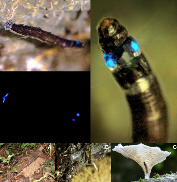 Откриха нов вид насекоми, излъчващи синя светлина