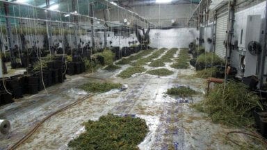 novgrad_orangeria_marihuana95