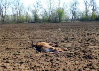 Задържаха бракониери, отстреляли елен