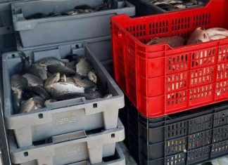 На Дунав мост: Установиха румънец, превозвал незаконно риба