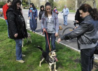 Парад на домашните любимци ще събере приятелите на животните в Парка на младежта