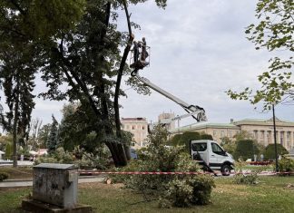 Премахване на изсъхнали дървета затваря част от централния площад в Русе