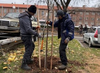 Засаждат нови дръвчета в Парка на младежта