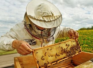 Пчеларите отбелязват своя празник на 10 февруари