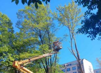 Започват проверки за опасни дървета край електропроводите в Русенско