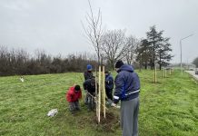 чинара освежават бул. „България“ в Русе