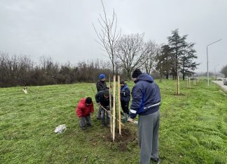 70 нови чинара освежават бул. „България“ в Русе