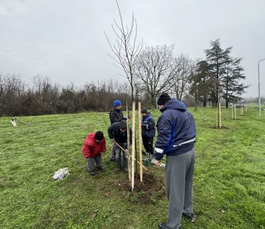 чинара освежават бул. „България“ в Русе
