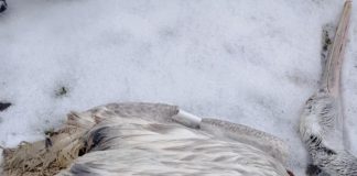 Откриха мъртъв пеликан край Мартен