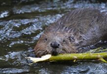 АНКЕТА за обществените нагласи към бобъра в България