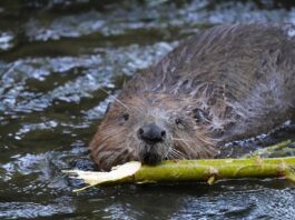АНКЕТА за обществените нагласи към бобъра в България