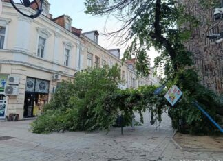 Дърво рухна и блокира центъра на Русе